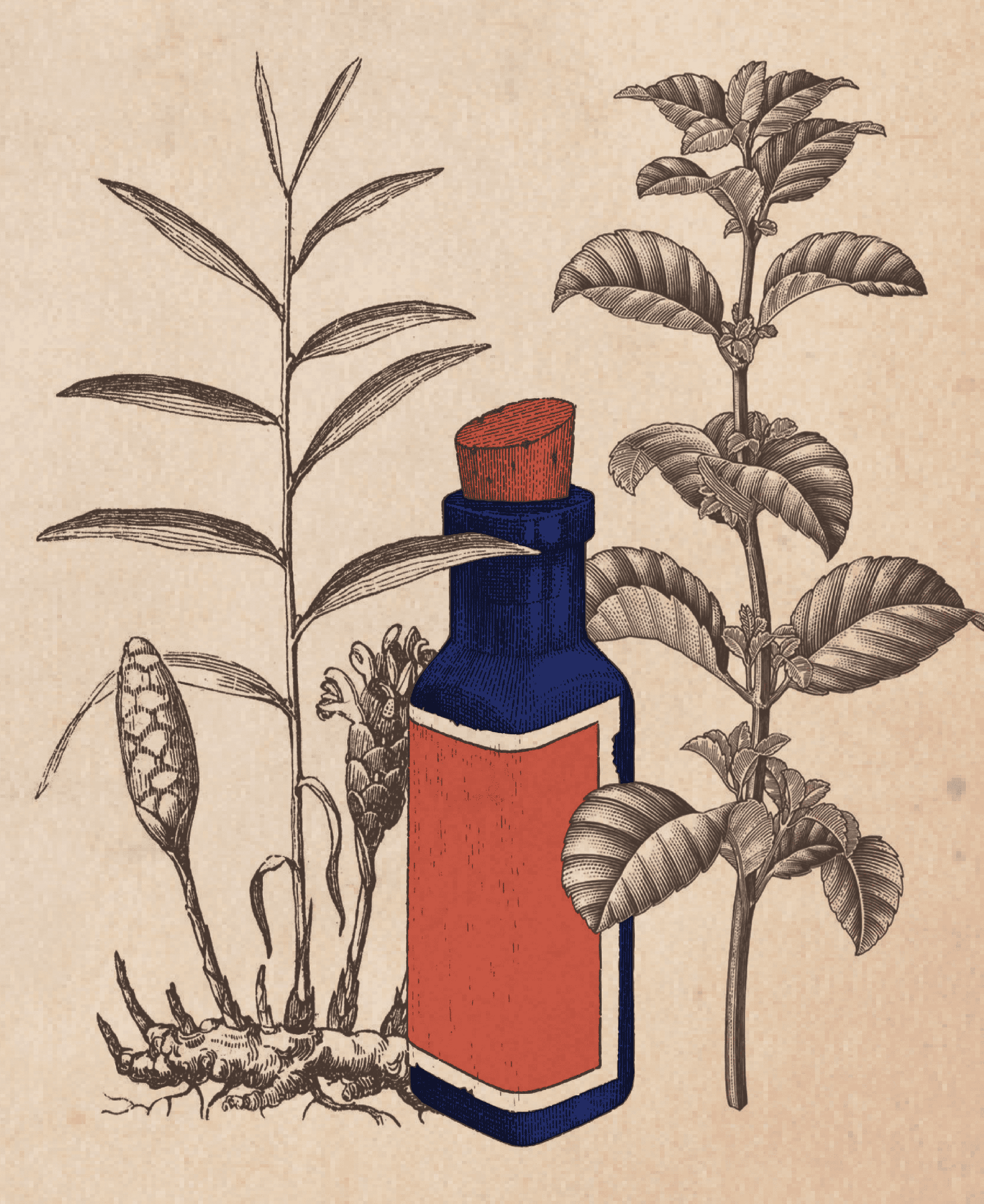 A vintage medicine bottle between two herbal plant sketches