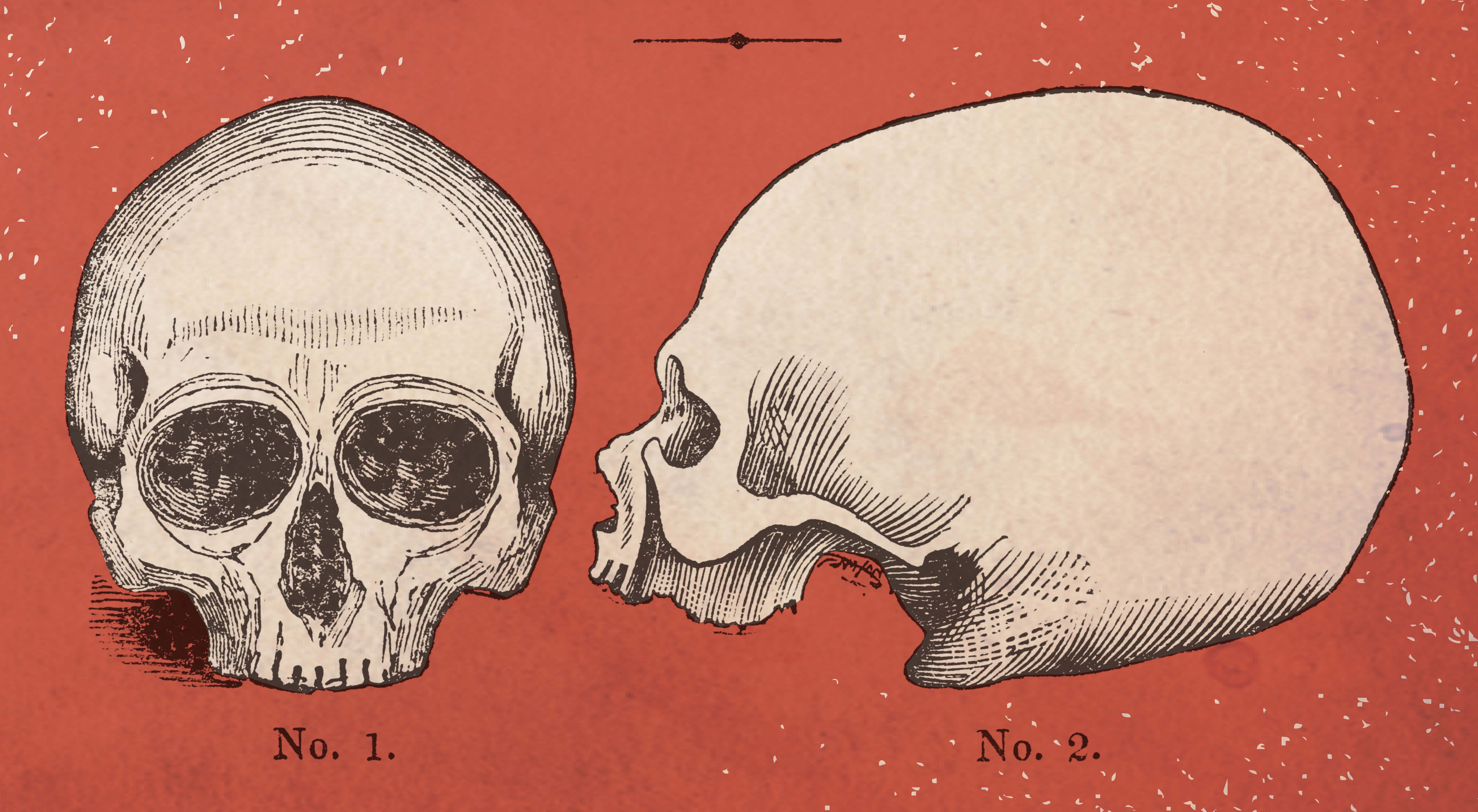 two skulls, one front view and one side view